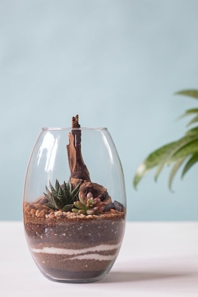 Comment entretenir le terrarium de sa tortue ?